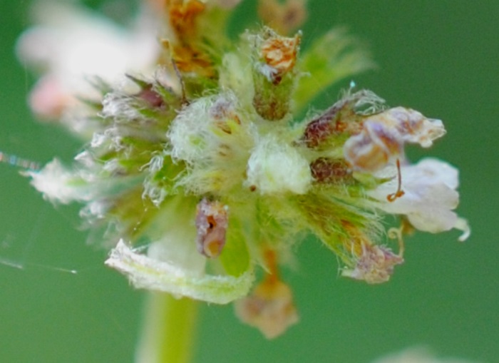 Mentha cfr. spicata