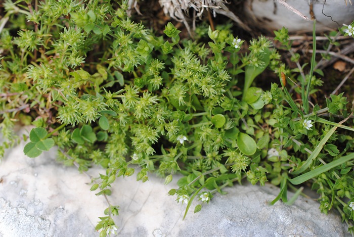 Arenaria?