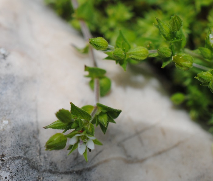 Arenaria?