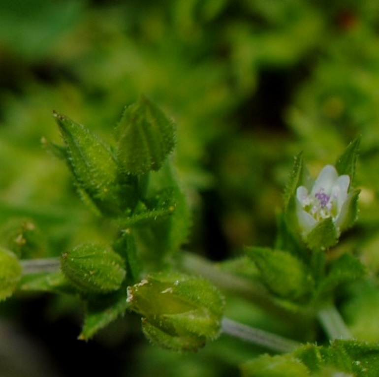 Arenaria?