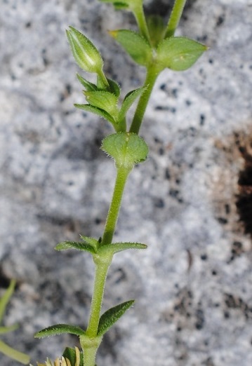Arenaria?