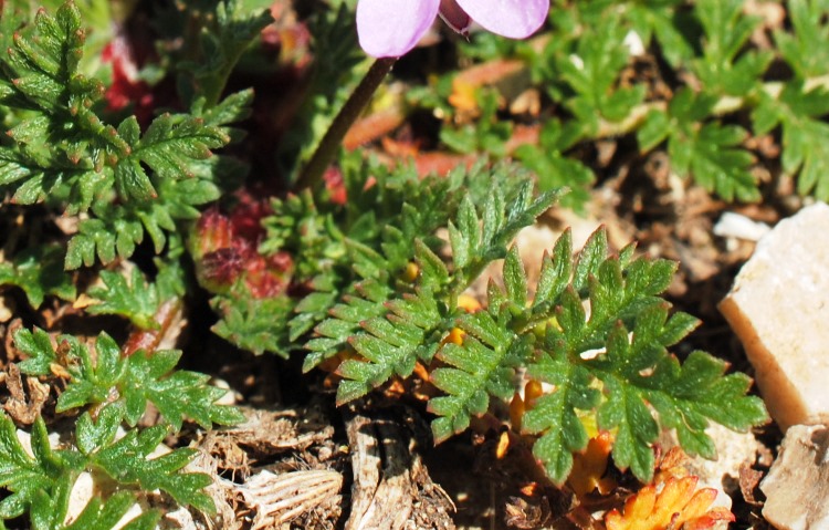 Erodium?