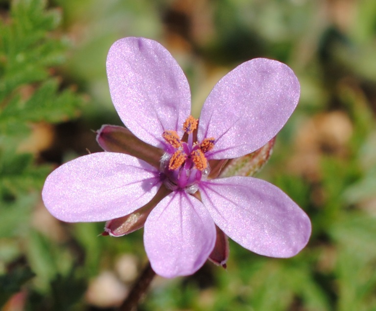 Erodium?