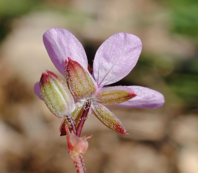 Erodium?