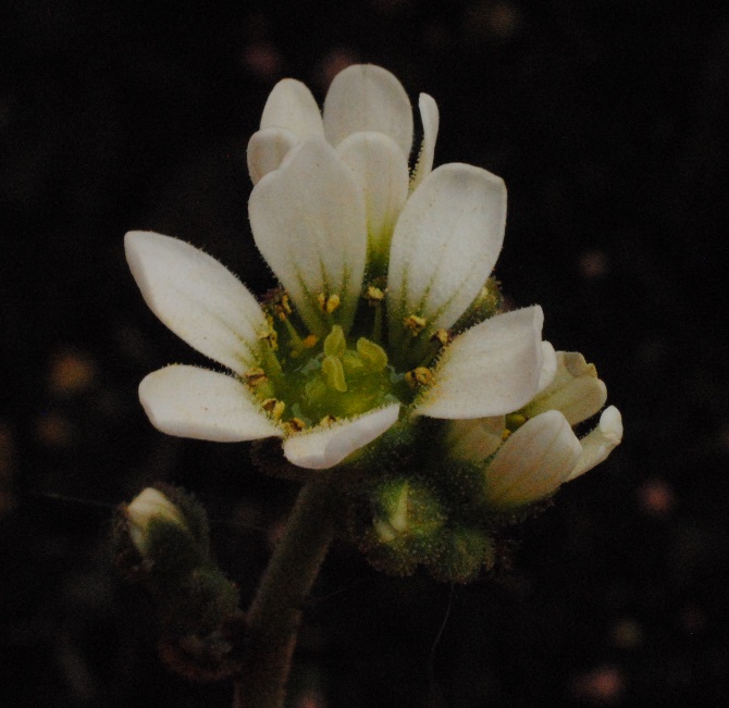 Saxifraga?