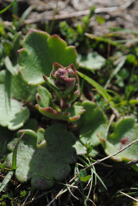 Saxifraga?