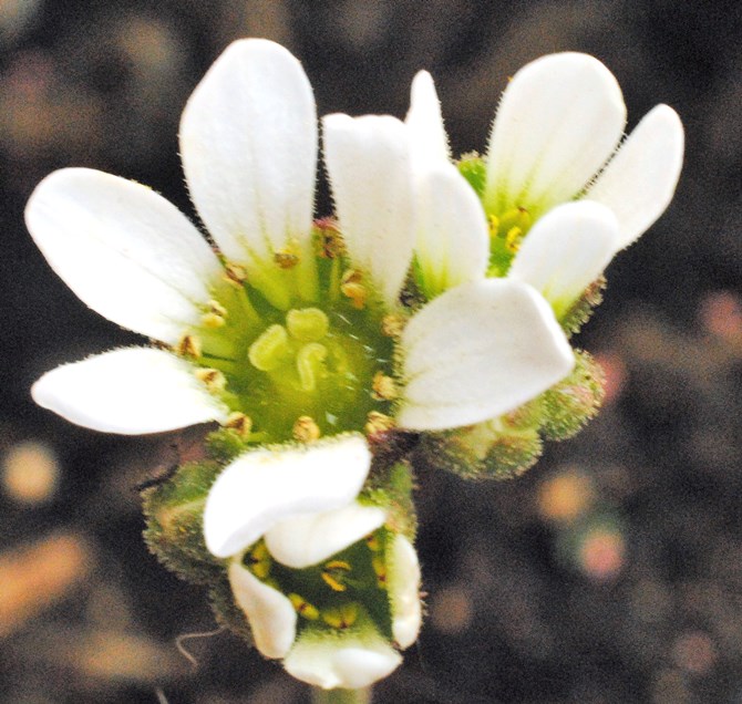 Saxifraga?
