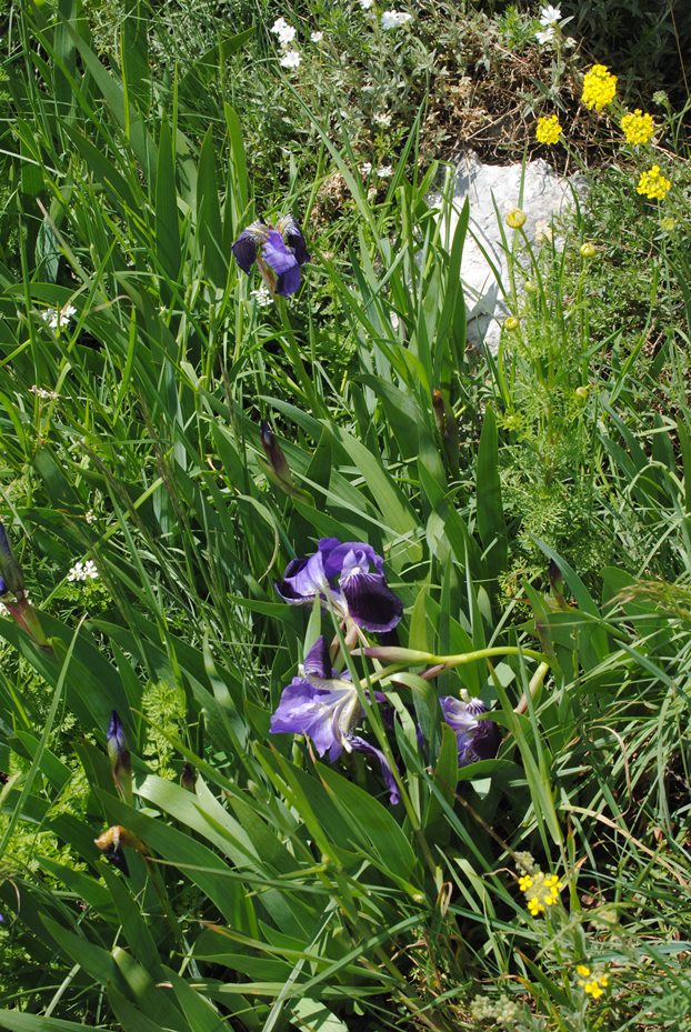 Iris germanica? S !