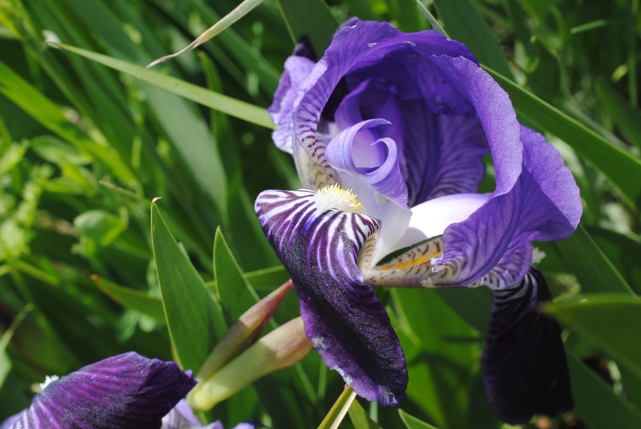 Iris germanica? S !