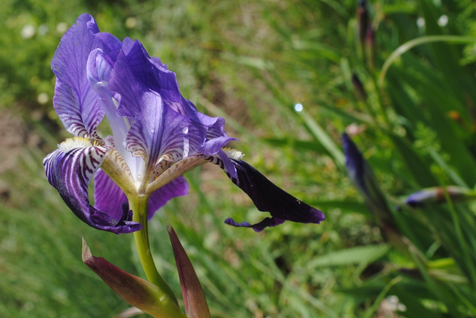 Iris germanica? S !