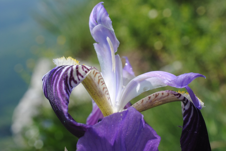 Iris germanica? S !