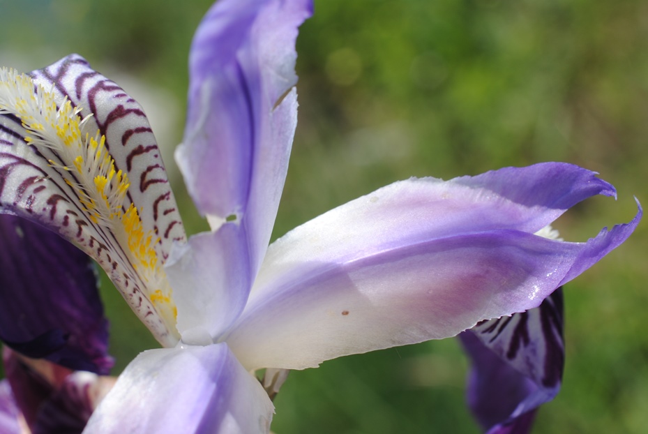 Iris germanica? S !