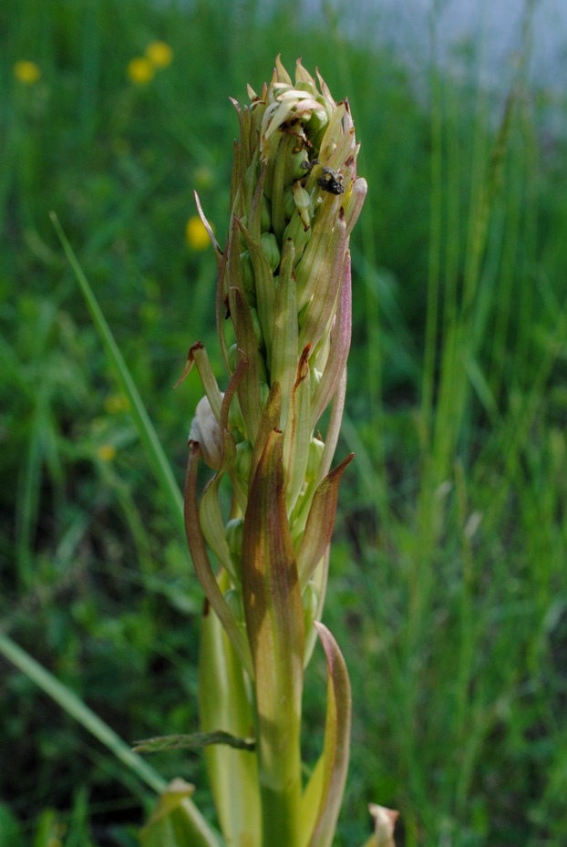 Orchidea in prefioritura