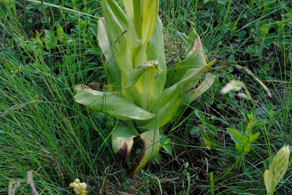 Orchidea in prefioritura