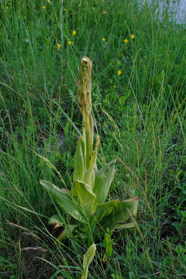 Orchidea in prefioritura