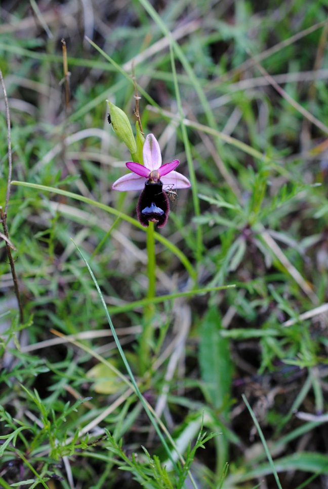 Ophrys bertolonii?