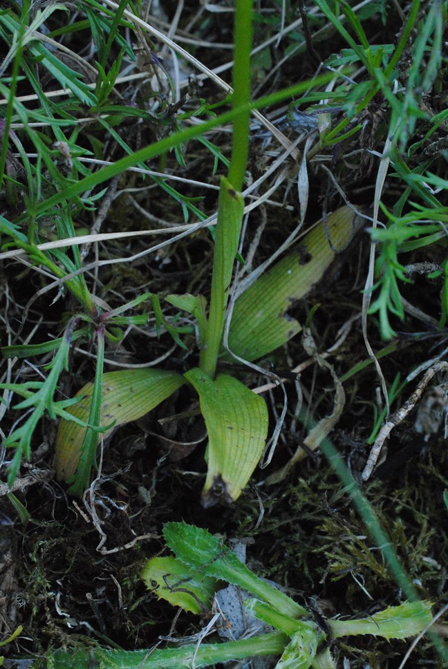 Ophrys bertolonii?