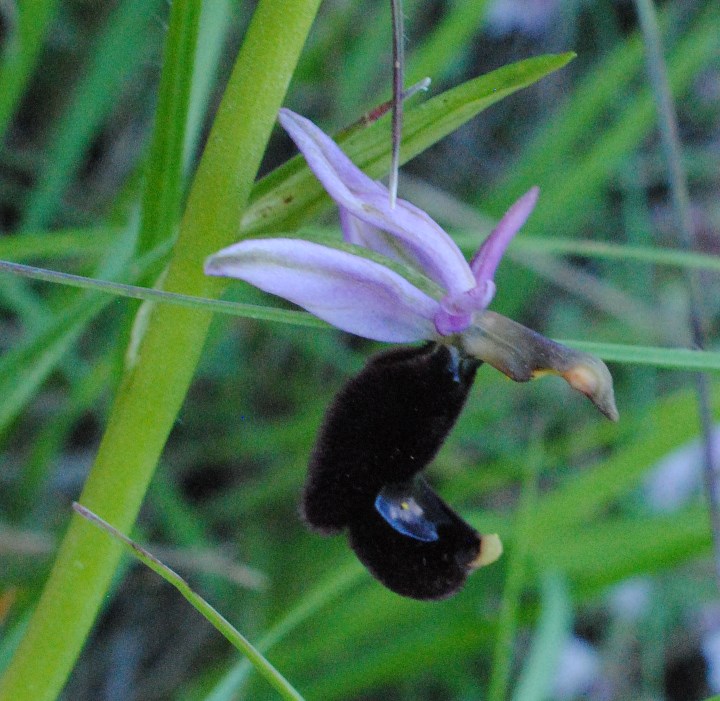 Ophrys bertolonii?