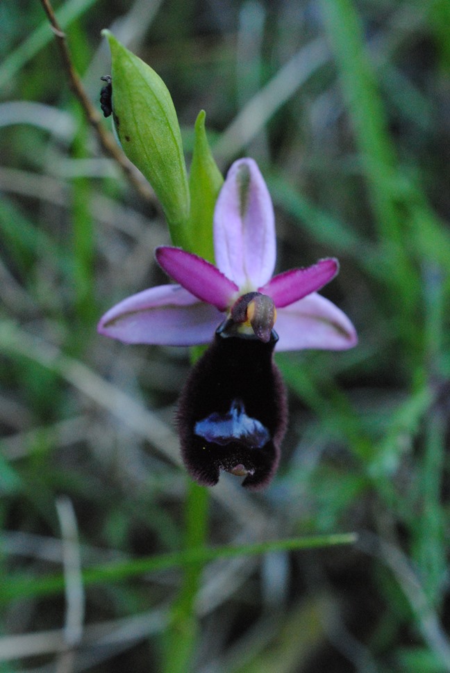 Ophrys bertolonii?