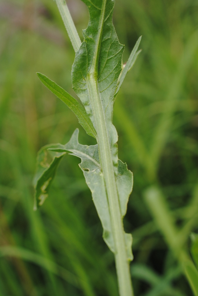 Centaurea napifolia?  Probabile...