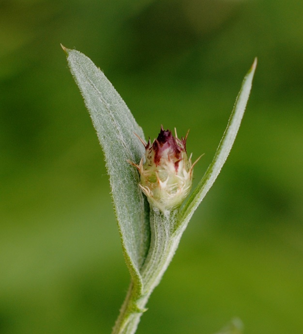 Centaurea napifolia?  Probabile...
