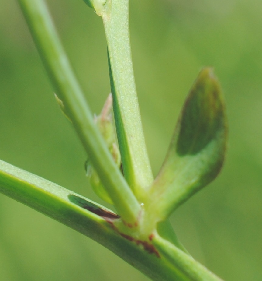 Lathyrus clymenum per conferma/smentita