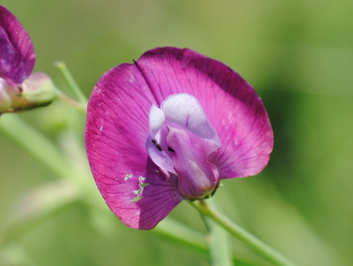 Lathyrus clymenum per conferma/smentita