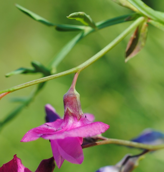 Lathyrus clymenum per conferma/smentita