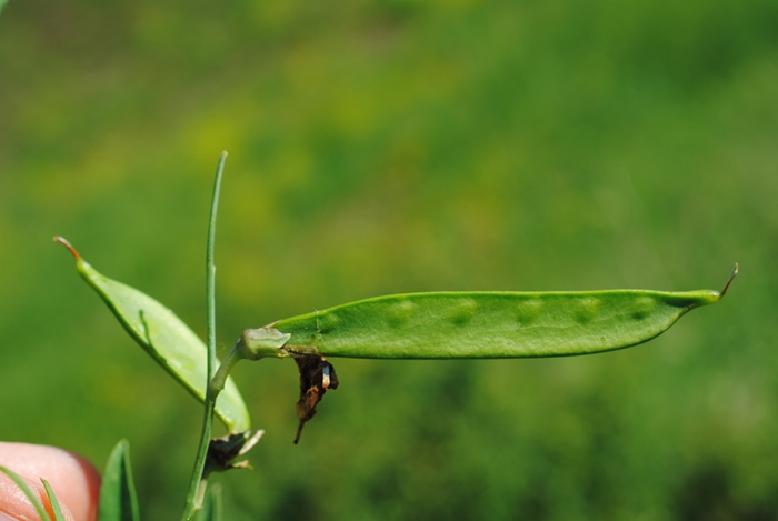 Lathyrus clymenum per conferma/smentita