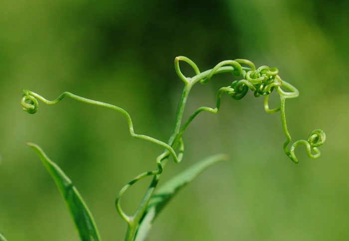Lathyrus clymenum per conferma/smentita