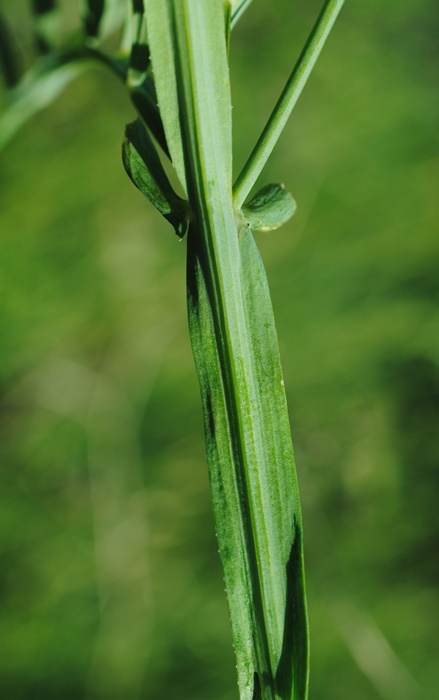 Lathyrus clymenum per conferma/smentita