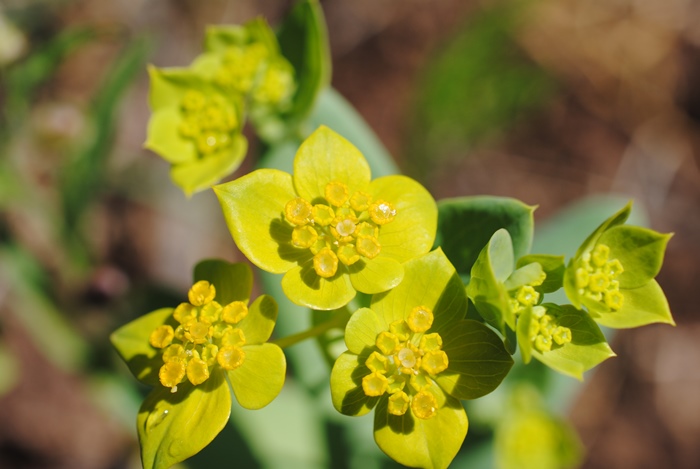 Bupleurum subovatum ?