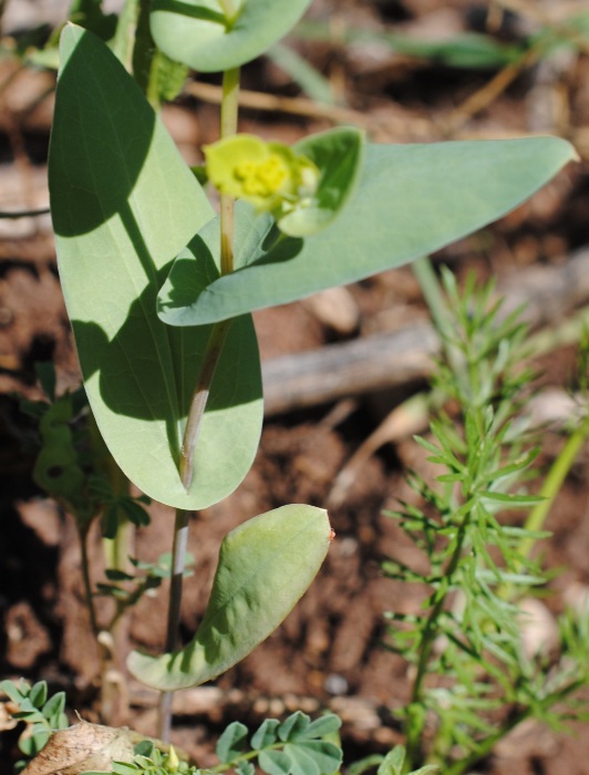 Bupleurum subovatum ?