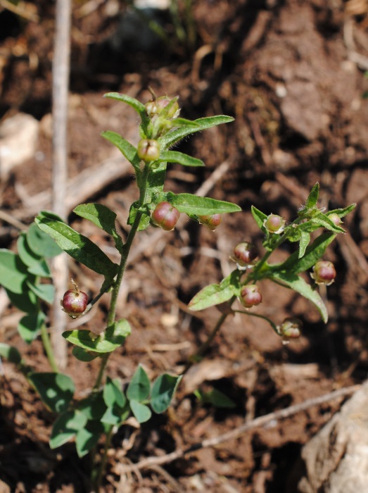 Convolvulus pentapetaloides / Vilucchio a cinque petali