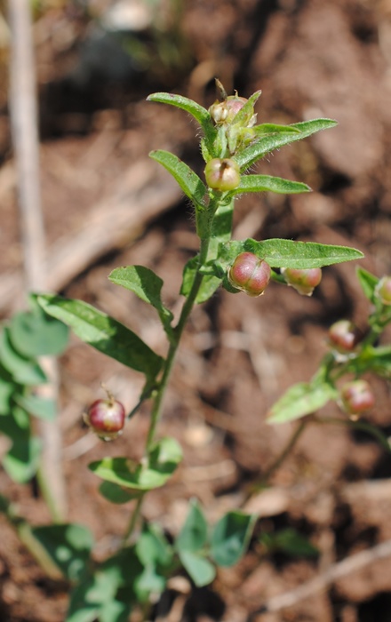 Convolvulus pentapetaloides / Vilucchio a cinque petali