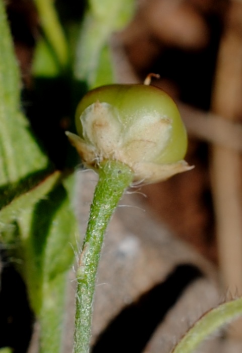 Convolvulus pentapetaloides / Vilucchio a cinque petali