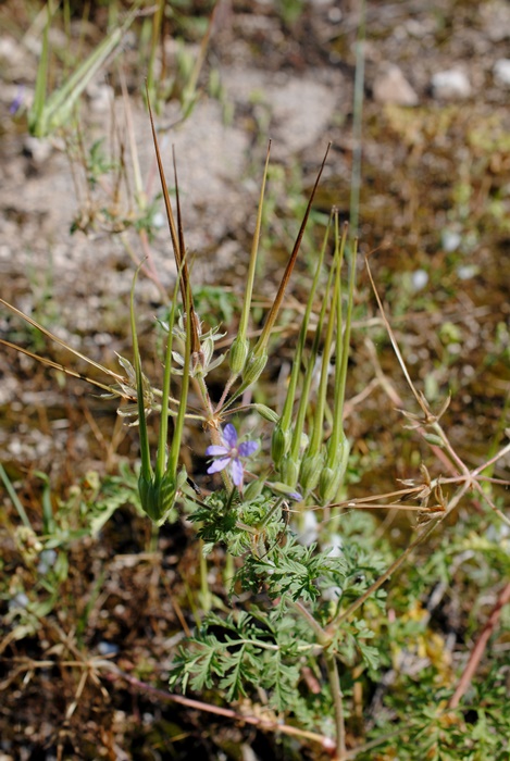 Erodium ciconium / Becco di gr maggiore