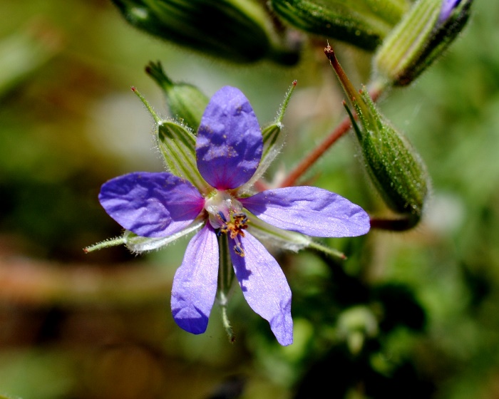 Erodium ciconium / Becco di gr maggiore