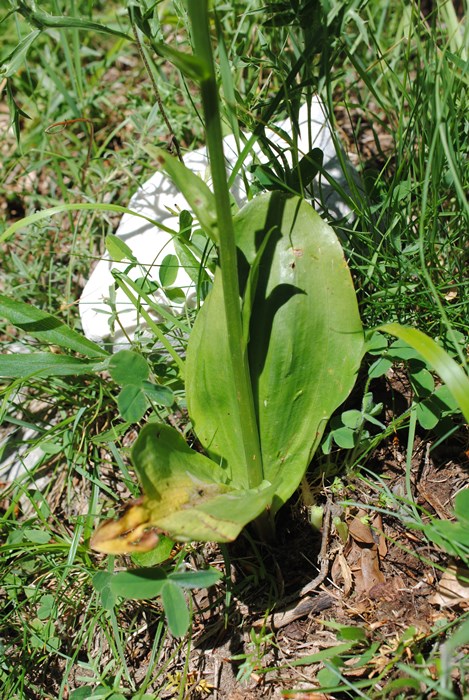 Platanthera clorantha