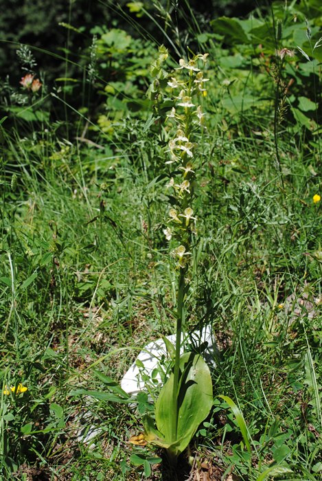 Platanthera clorantha