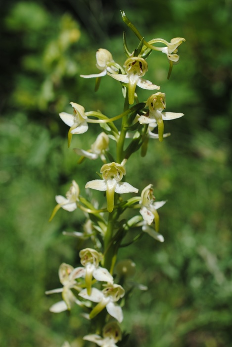 Platanthera clorantha
