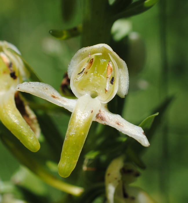 Platanthera clorantha