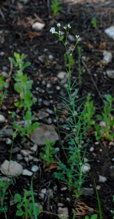 Galium sp. ?  S, Galium debile o Galium glaucum (Rubiaceae)