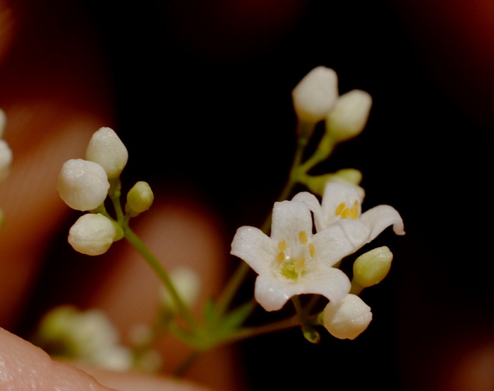 Galium sp. ?  S, Galium debile o Galium glaucum (Rubiaceae)