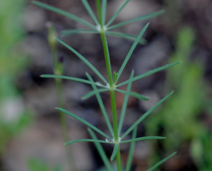 Galium sp. ?  S, Galium debile o Galium glaucum (Rubiaceae)