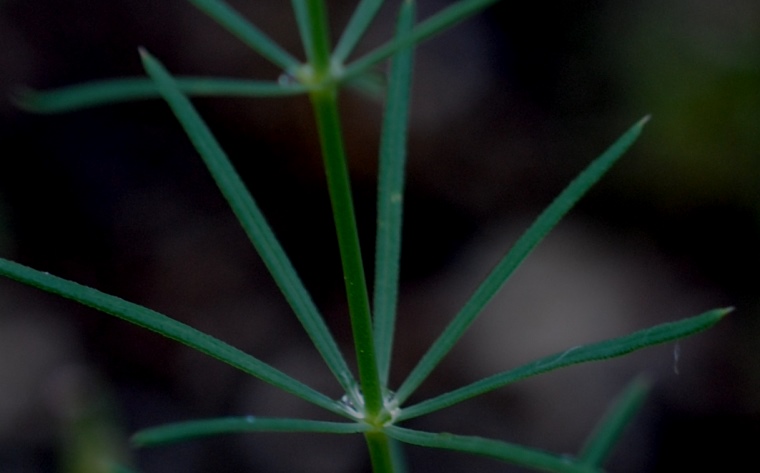 Galium sp. ?  S, Galium debile o Galium glaucum (Rubiaceae)