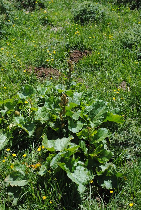 Rumex alpinus