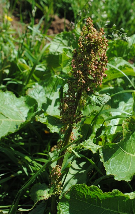 Rumex alpinus