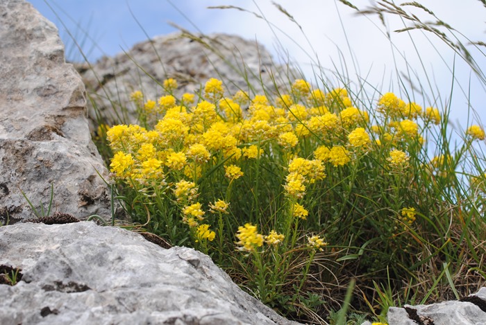Alyssum diffusum