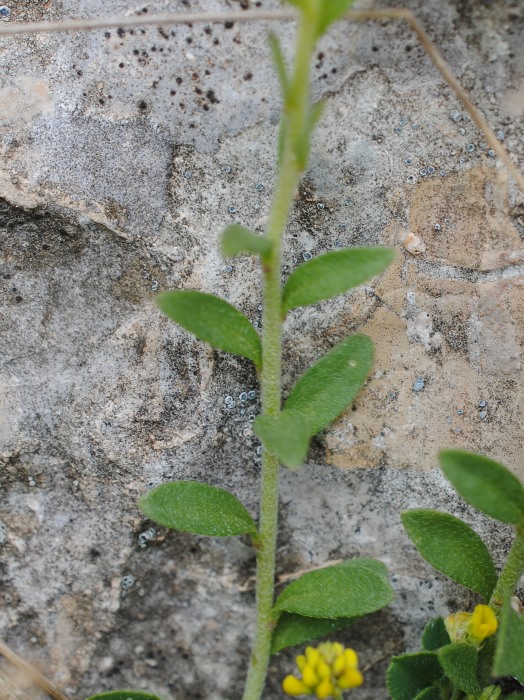 Alyssum diffusum